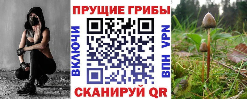 Псилоцибиновые грибы Psilocybe  Купить закладки  Кинель 